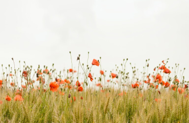 Mental Health Counseling in Topeka, Kansas."