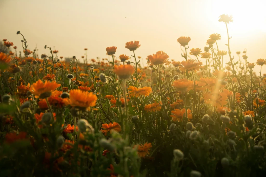 A calming field of orange wildflowers in a green meadow under soft sunlight, representing the firm foundations of healing at Angela McClain's counseling practice in Topeka.